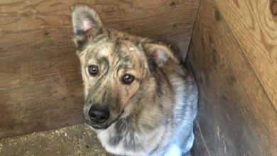 balto e1676117118127