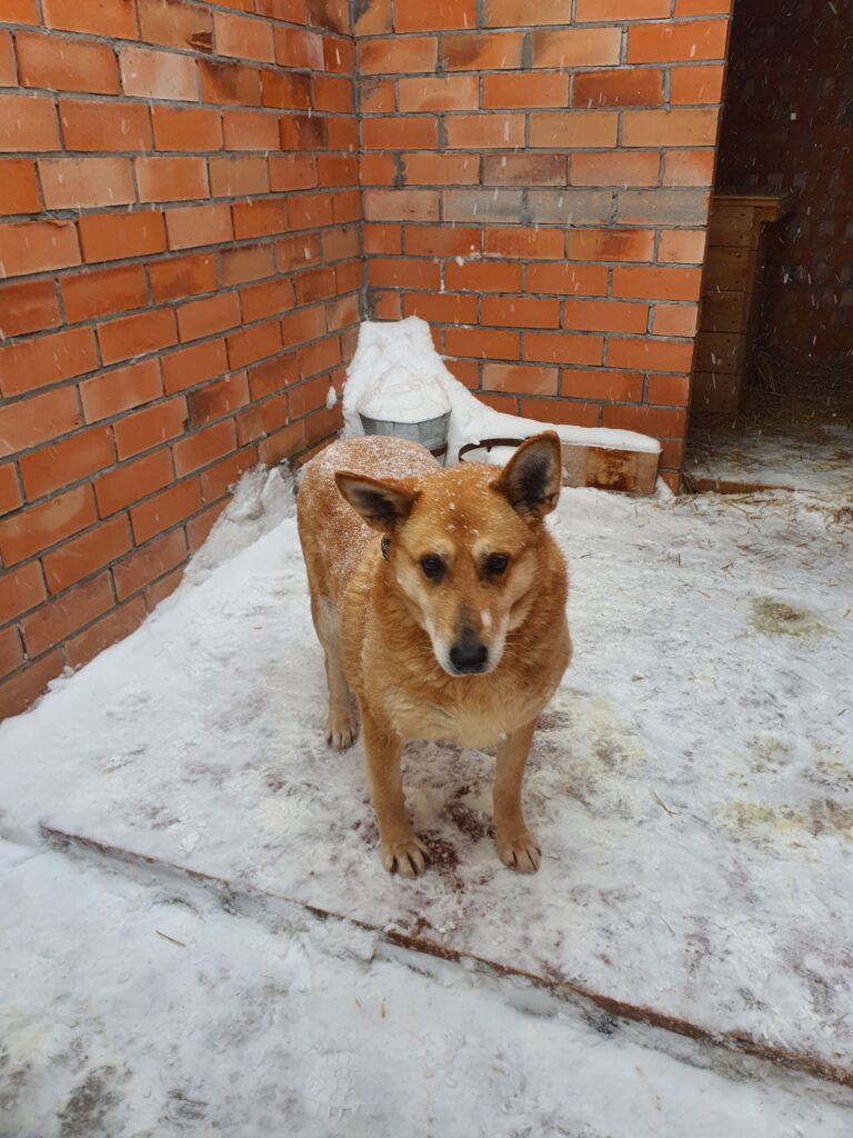 Хорса 2 Хорса