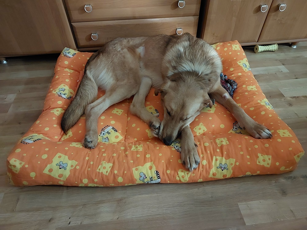 Оливка