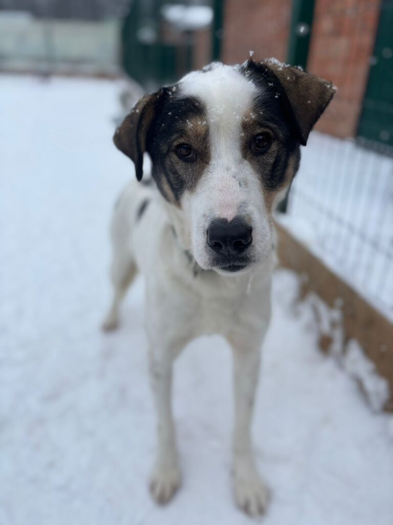 Авик