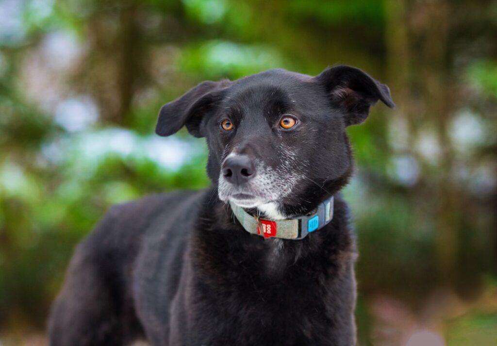 Лира 9 Лира